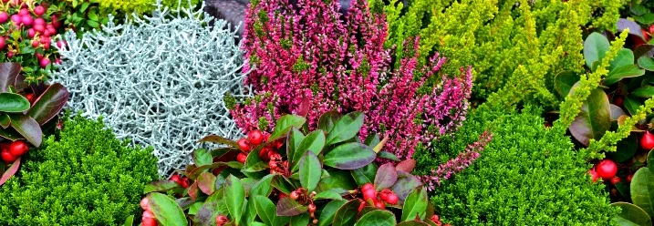 Herbstliche Gartenbepflanzung in bunten Farben